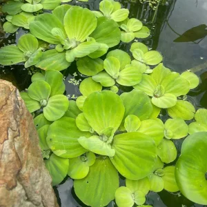 Пістія (Pistia)
