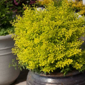 Барбарис Тунберга «Aurea»