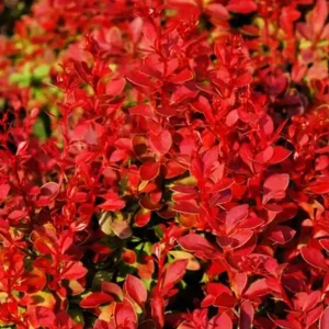 Барбарис Тунберга «Coral»