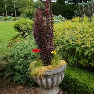 Барбарис Тунберга «Helmond Pillar»