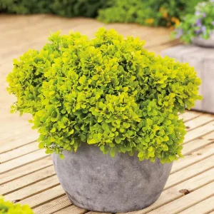 Барбарис Тунберга «Tiny Gold»