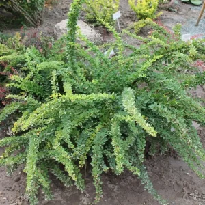 Барбарис Тунберга «Green Carpet»