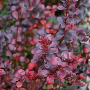 Барбарис Тунберга «Darts Red Lady»