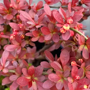 Барбарис Тунберга «Venice»