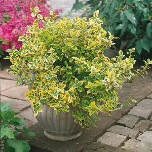 Бересклет Форчуна «Emerald Gold»