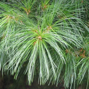 Сосна біла «Арманда»