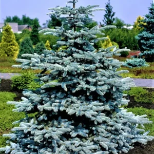 Ялина блакитна Маджестік «Blue Spruce Majestic»