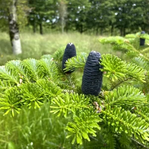 Ялиця корейська «Abies koreana»