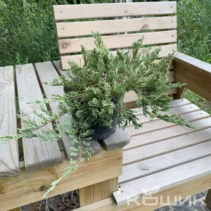 Ялівець лускатий «Blue Carpet»