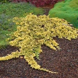 Ялівець горизонтальний «Mother Lode»