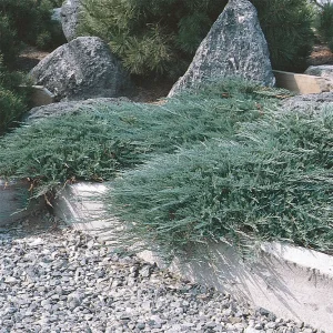 Ялівець горизонтальний «Hughes»