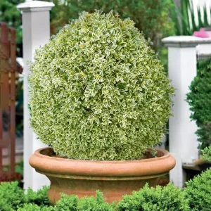 Самшит вічнозелений «Elegans»