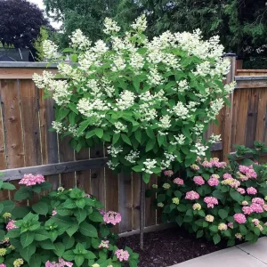 Гортензія волотиста «October Bride» на штамбі