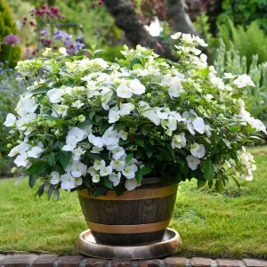 Гортензія ампельна «Runaway Bride»