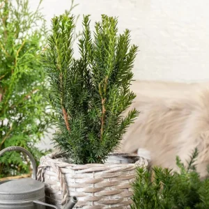 Тис середній «Hillii» (С5)