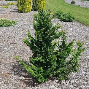 Кипарисовик туполистий «Teddy Bear»