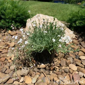 Гіпсофіла біла повзуча