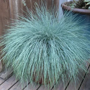 Вівсяниця сиза «Festuca glauca»