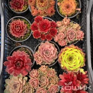 Молодило (камяна троянда)