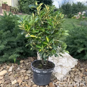 Бересклет Форчуна «Sunspot»