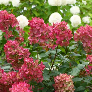 Гортензія волотиста «Magical Fire»