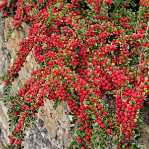 Кизильник Даммера «Coral Beauty»