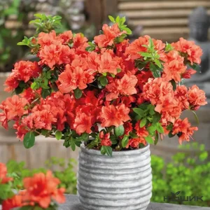 Азалія японська «Гейша Оранж» (Geisha Orange)