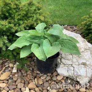 Хоста Зібольда «Elegans» (Hosta sieboldiana Elegans)