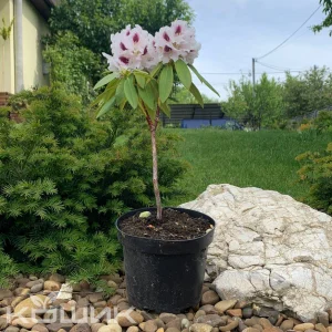 Рододендрон «Кальсап» (Rhododendron Calsap)