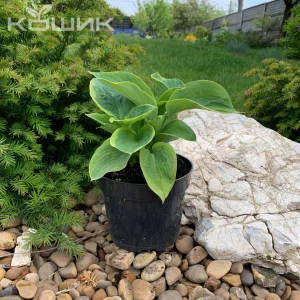 Хоста «Вайд Брім» (Hosta Wide Brim)