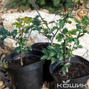 Падуб Мезерва «Blue Princess»