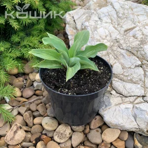 Хоста «Блю Маус Ірс» (Hosta Blue Mouse Ears)