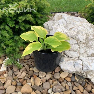 Хоста «Маджесті» (Hosta Majesty)
