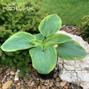 Хоста «Френсіс Вільямс» (Hosta Frances Williams)