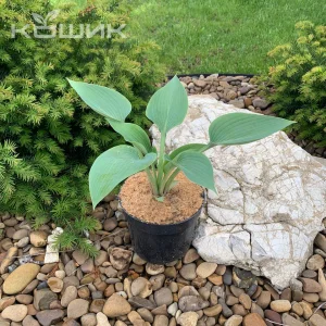 Хоста «Блу Кадет» (Hosta Blue Cadet)