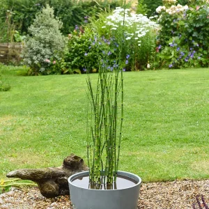 Хвощ зимуючий «Робустум»