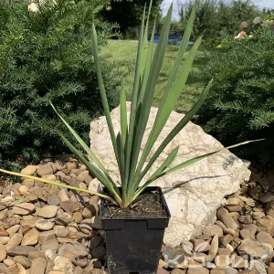 Юка нитчата (Yucca filamentosa)