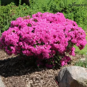 Азалія японська «Орліце» (Orlice)