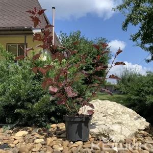 Пухироплідник калинолистий «Діабло»