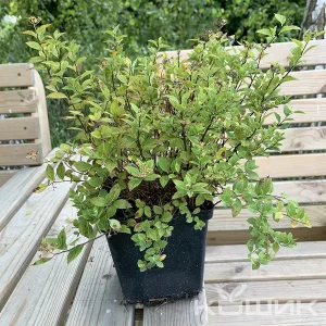 Спірея японська «Little Princess»