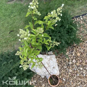 Гортензія волотиста «Kyushu» на штамбі