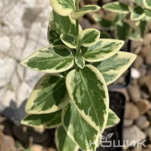 Барвінок великий «Варієгата»