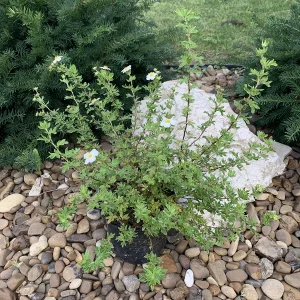 Перстач чагарниковий «McKay’s White»