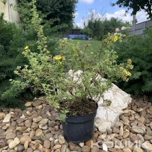 Перстач чагарниковий «Жовтий Джем»