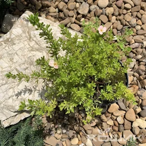 Перстач чагарниковий «Рожева королева»